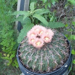 Meet your Posher, Thomas